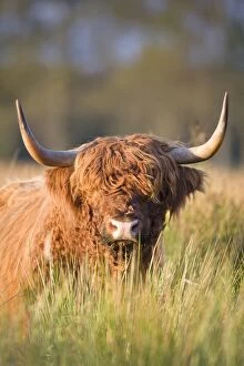 Images Dated 8th October 2007: Highland Cattle - Norfolk grazing marsh - UK