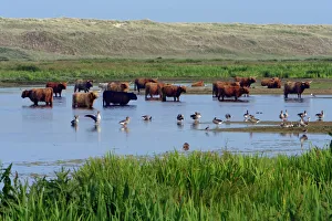 Highland Cattle - standing in lake to cool down in summer Highland Cattle - standing in lake to cool down in summer