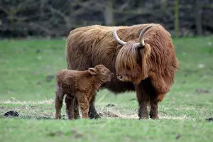 Highland Cow with Calf Print