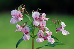 Himalayan Balsam - flowering plant Himalayan Balsam - flowering plant