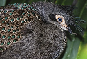 Himalayan Grey Peacock Pheasant Himalayan Grey Peacock Pheasant