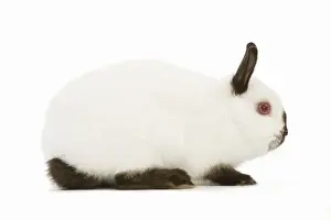 Himalayan Russian Rabbit Print