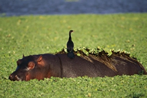 Hippopotamus - With Reed Cormorant on back Hippopotamus - With Reed Cormorant on back