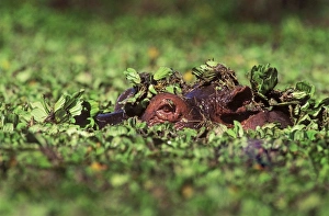 Hippopotamus - in water, eye showing, surrounded by water plants Hippopotamus - in water, eye showing, surrounded by water plants