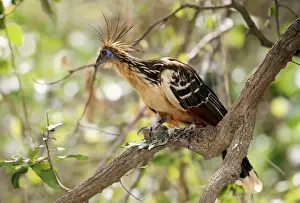 Unique Bird Species Prints: Hoatzin