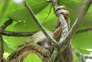Sloth Prints: Hoffmann's Two-toed Sloth Print - Cahuita National Park, Costa Rica