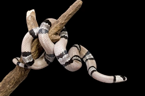 Honduran Milk Snake - Hypomelanistique mutation Honduran Milk Snake - Hypomelanistique mutation