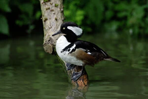 Images Dated 1st June 2006: Hooded Merganser-male resting on branch in lake, Washington WWT, Tyne and Wear UK