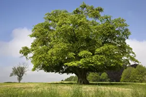 Common Hornbeam Tree Prints: Hornbeam Tree