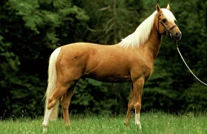 Horses Collection: Horse - Palomino pony on rein JPF18125