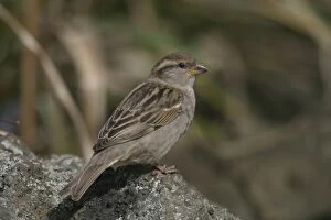 Images Dated 13th September 2003: House Sparrow Female Western Springs, Auckland, New Zealand