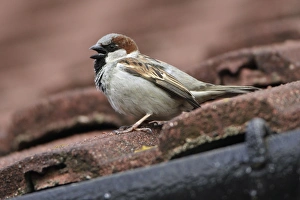 House Sparrow - Male calling from house roof House Sparrow - Male calling from house roof