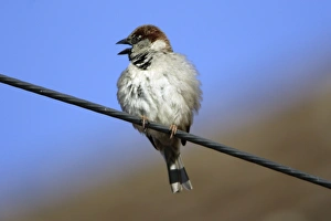 House Sparrow - Male calling from power cable House Sparrow - Male calling from power cable