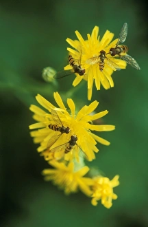Hoverflies - on yellow flowers Hoverflies - on yellow flowers