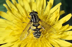 Insect Prints For Sale Prints: Hoverfly / Sunfly