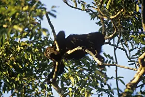 Tropical Jungle Animals Prints: Howler Monkey Belize