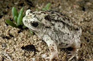 Australian Frogs Prints: HRD00427