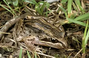 Australian Frog Species Prints: HRD01170