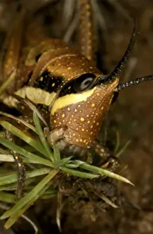 Australian Insect Photography Prints: HRD01281