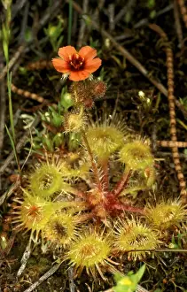 Carnivorous Plant Species Prints: HRD01318