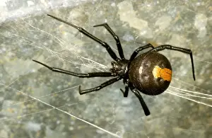 Australian Arachnids Prints: HRD01530
