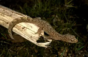 Australian Geckos Prints: HRD02468