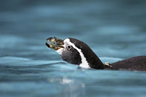 Humboldt Penguin - in water Humboldt Penguin - in water