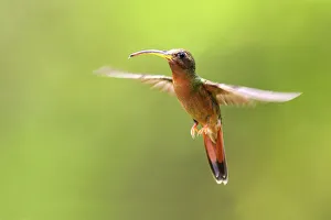 Hummingbird - Rufous-breasted Hermit Hummingbird - Rufous-breasted Hermit