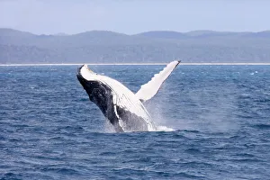 Humpback Whale - breaching female whale in front of Fraser Islands coast Humpback Whale - breaching female whale in front of Fraser Islands coast