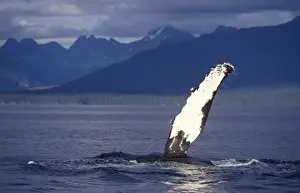 Southeast Alaska Wildlife Prints: Humpback whale - Flipper-slapping Inside Passage, Southeast Alaska
