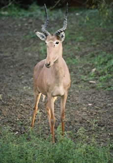 Hunter's Hartebeest / Hunter's Antelope / Hirola / Foureyed Antelope Hunter's Hartebeest / Hunter's Antelope / Hirola / Foureyed Antelope