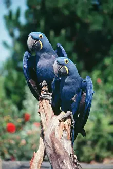 Perch Prints: Hyacinth Macaws Pair Print