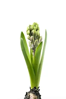 Hyacinth Print - Sequence 2 of 3