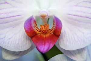 Hybrid Orchid - detailed study of blossom, arboreal type Hybrid Orchid - detailed study of blossom, arboreal type