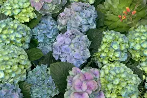 Images Dated 2005 August: Hydrangea LA-1560 Print - Close-up of Blooming Flowers