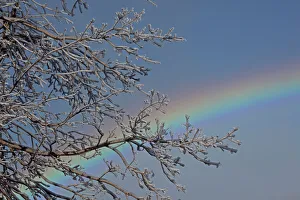 Ice-covered Branches and Rainbow - Niagara Falls - Canada Ice-covered Branches and Rainbow - Niagara Falls - Canada