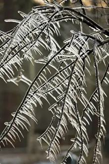Winter In Europe Prints: Ice Rain - icicles on tree branches, Lower Saxony, Germany