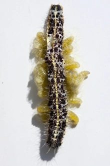Ichneumon Fly larvae - emerging from Large White caterpillar host and beginning to weave their silk cocoons prior to pupating Ichneumon Fly larvae - emerging from Large White caterpillar host and beginning to weave their silk cocoons prior to pupating