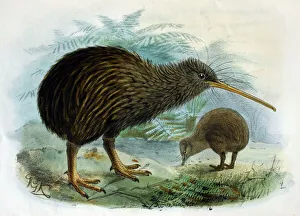 Illustration: Brown Kiwi- from Buller 1873 Illustration: Brown Kiwi- from Buller 1873