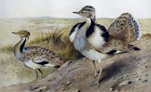 Illustration: Houbara / MacQueen's Bustard. From Baker 1921 Illustration: Houbara / MacQueen's Bustard. From Baker 1921