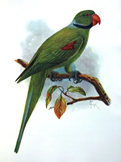 Illustration: Seychelles parakeet- from Rothschild 1907, original artwork by J G Keulemans Illustration: Seychelles parakeet- from Rothschild 1907, original artwork by J G Keulemans