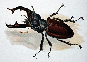 Illustration: Stag Beetle (male) Illustration: Stag Beetle (male)