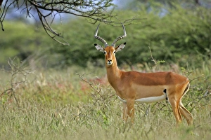 Impala - male individual standing in acacia grove Impala - male individual standing in acacia grove