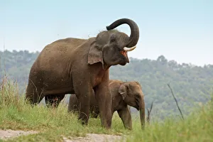 Indian / Asian Elephant - using trunk to throw grass on back Indian / Asian Elephant - using trunk to throw grass on back
