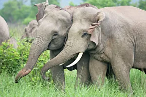 Indian / Asian Elephants courting Indian / Asian Elephants courting