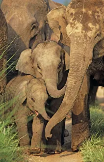 Indian / Asian Elephants - young communicating with adult Indian / Asian Elephants - young communicating with adult