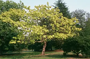 Prints of SGI-4772 CATALPA - Indian Bean tree Catalpa sp. Ardea London Please note that prints are for personal display purposes only and may not be reproduced in anyway. Images Dated 2006 August: Catalpa Print - Indian Bean Tree SGI-4772