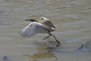 Indian Pond Heron - This bird was foraging from a water lily leaf and as it slowly sank it flew to the next leaf Indian Pond Heron - This bird was foraging from a water lily leaf and as it slowly sank it flew to the next leaf
