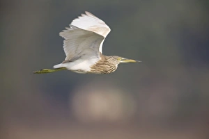 Indian Pond Heron - in flight Indian Pond Heron - in flight