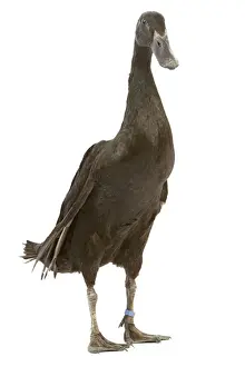 Indian Runner Duck Studio Print